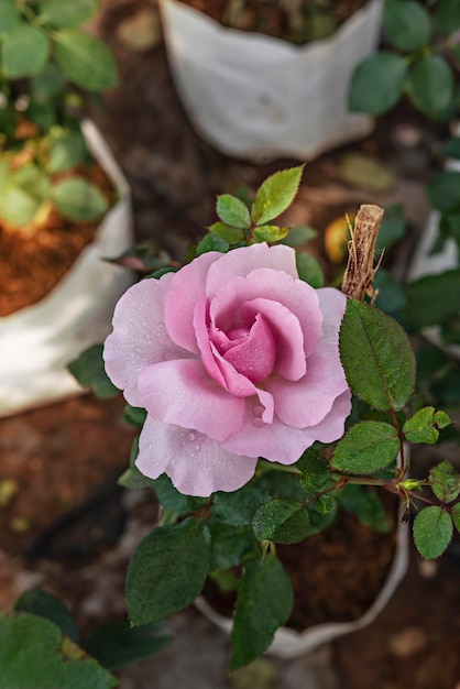 Close up of beautiful fresh pink rose flower in green garden