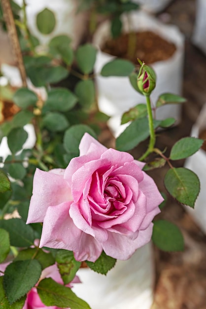 Close up of beautiful fresh pink rose flower in green garden