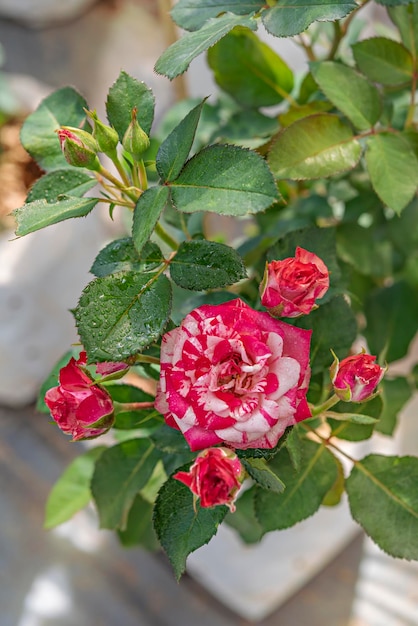 Close up of beautiful fresh red rose flower in green garden