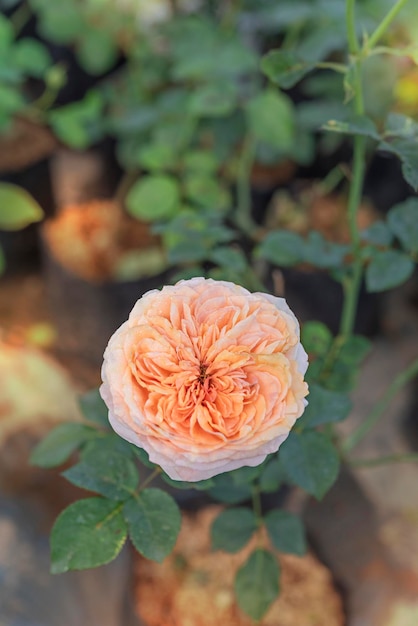 Close up of beautiful fresh rose flower in green garden