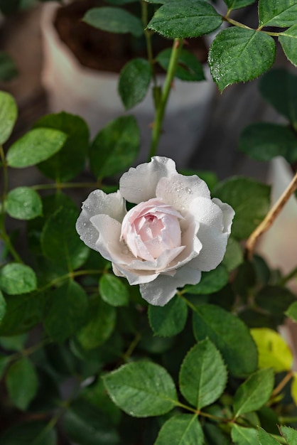 Close up of beautiful fresh white rose flower in green garden