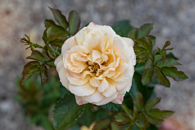 Close up of beautiful fresh yellow rose flower in green garden