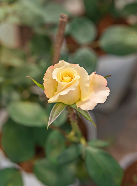 Close up of beautiful fresh yellow rose flower in green garden