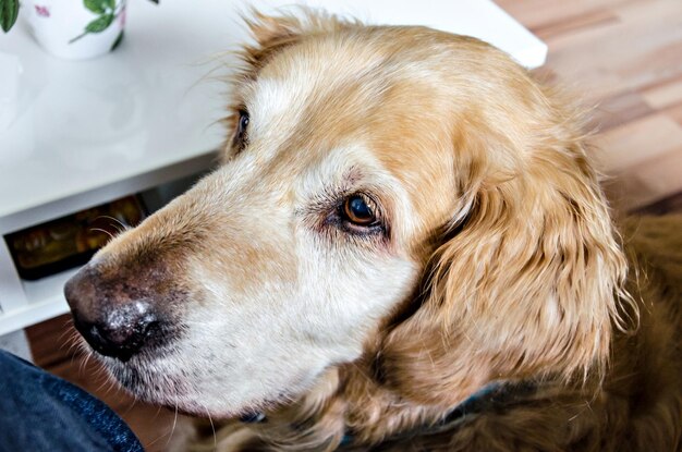 Close up of beautiful Golden Retriever with sweet look.