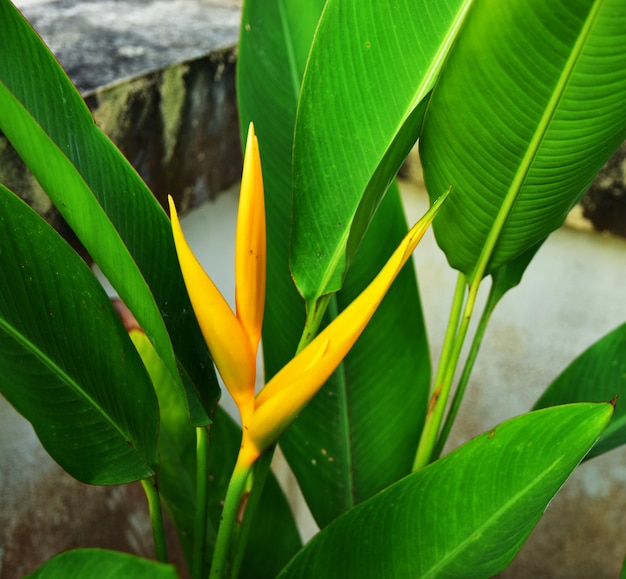 Close up the Beautiful Golden Torch Heliconia Flower with green leaf