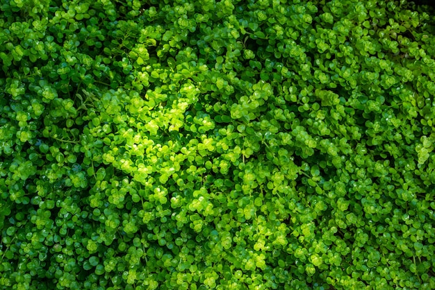 Close up the beautiful green moss forest.