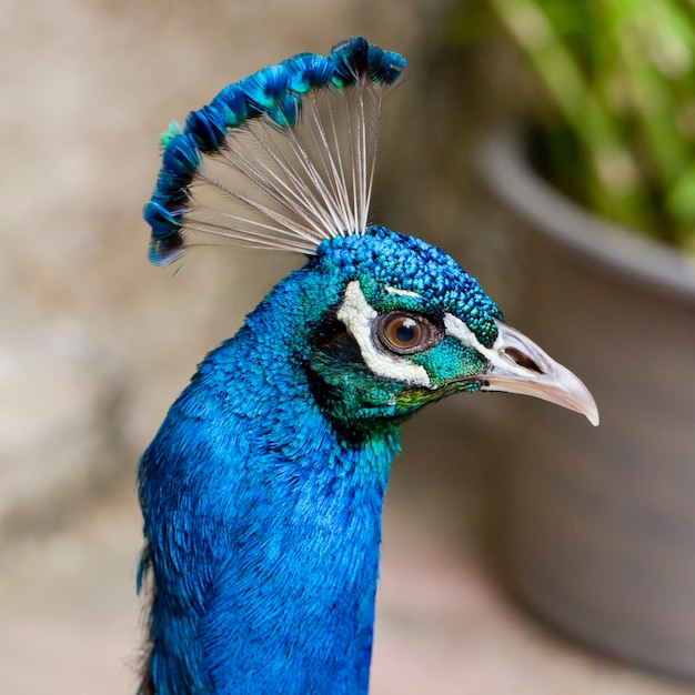 Close Up of beautiful Head  peacock