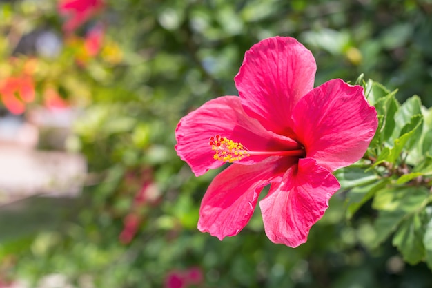 Close up of Beautiful Hibiscus,Chaba flower in blooming in the garden