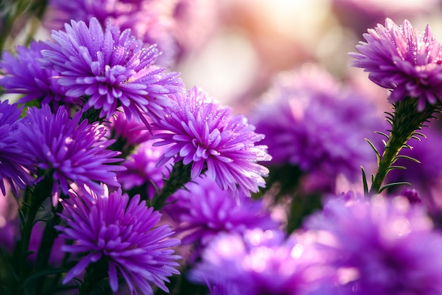 Close up Beautiful Lavender and Cutter  flower in the nature garden , summer flowers