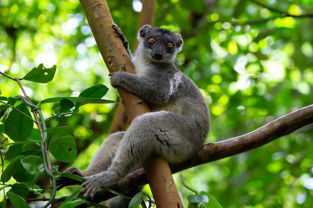 Close up on beautiful maki lemur in nature