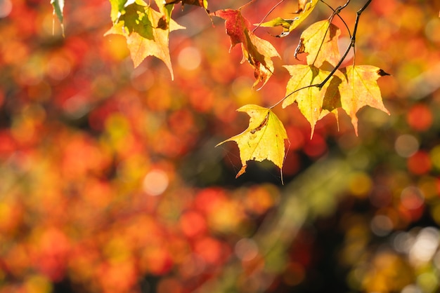 Close up of beautiful maple leaves in autumn sunny day in Taiwan with no people copy space.