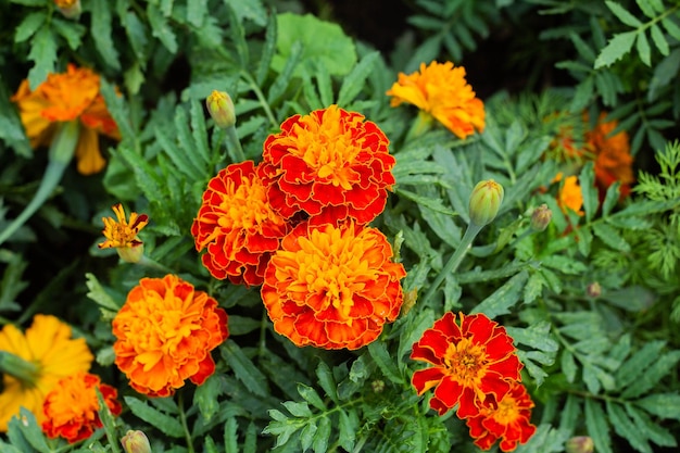 Close up of beautiful Marigold flower in the garden