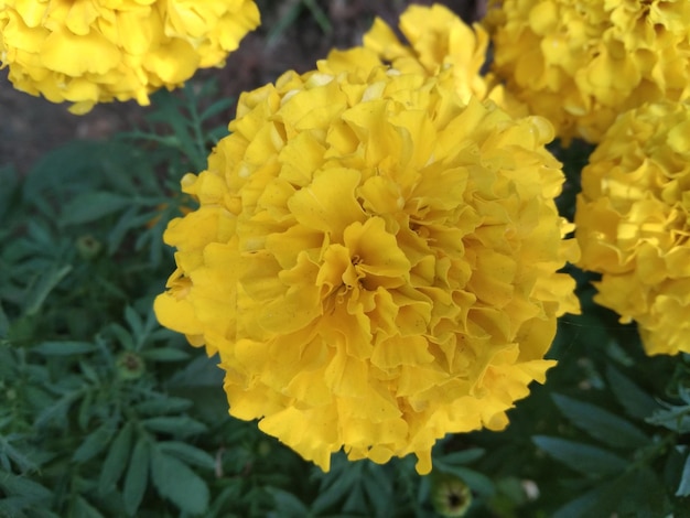 Close up of beautiful marry gold flower in a garden with blurred background