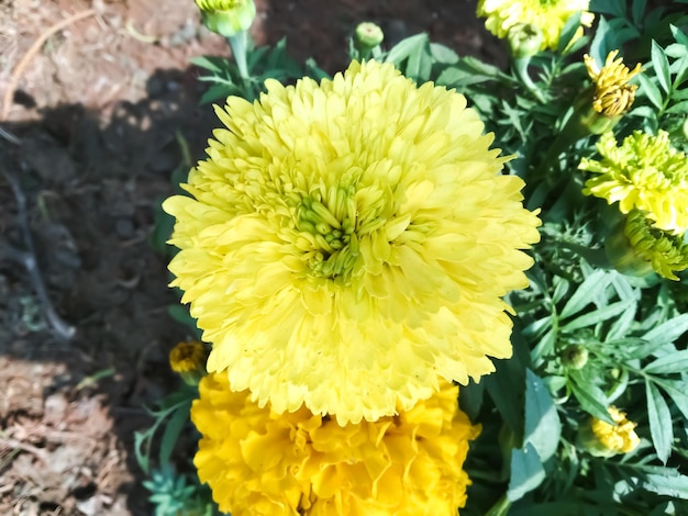 Close up of beautiful marry gold flower in a garden with blurred background