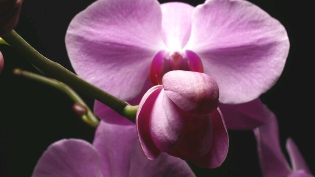 Close up of a beautiful moth orchid flower with dark background,