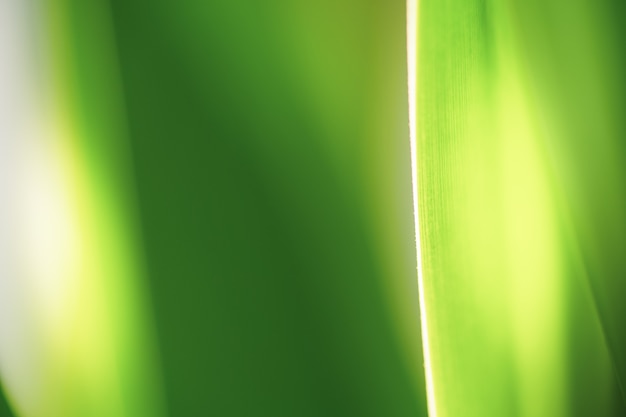 Close up beautiful natural green leaf and sunlight for background and texture.