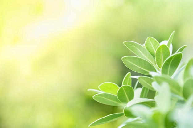 Close up of beautiful nature view green leaf on blurred greenery background under sunlight with bokeh and copy space using as background natural plants landscape, ecology wallpaper concept.