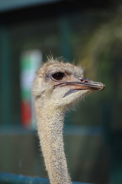 Close up of Beautiful Ostrich face