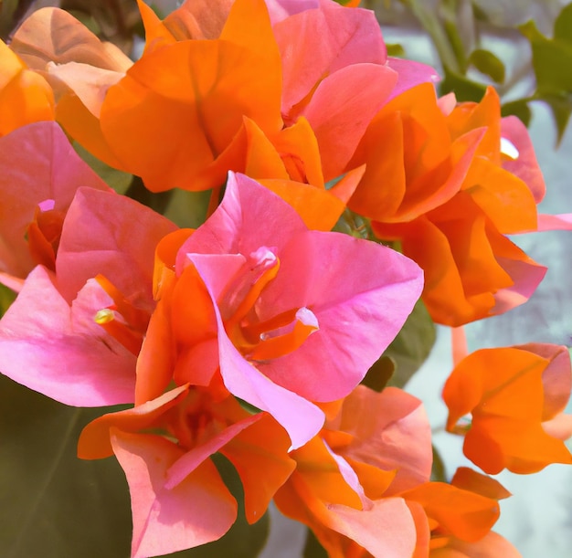 Close up of beautiful pink bougainvillea flowers with green leaves