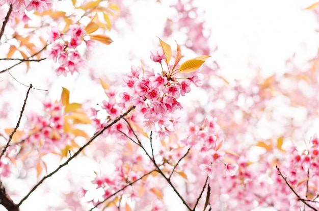 Close up beautiful pink flower blossoms in the morning. 