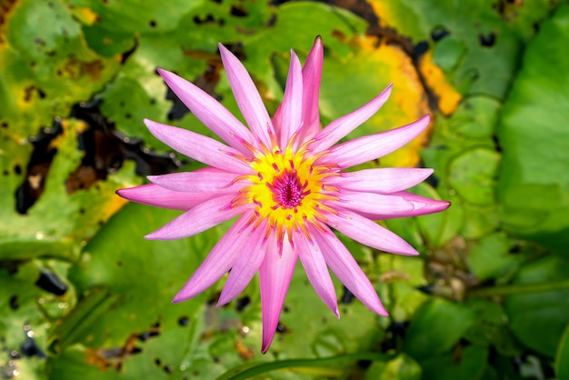 Close up Beautiful pink lotus Lotus leaf background