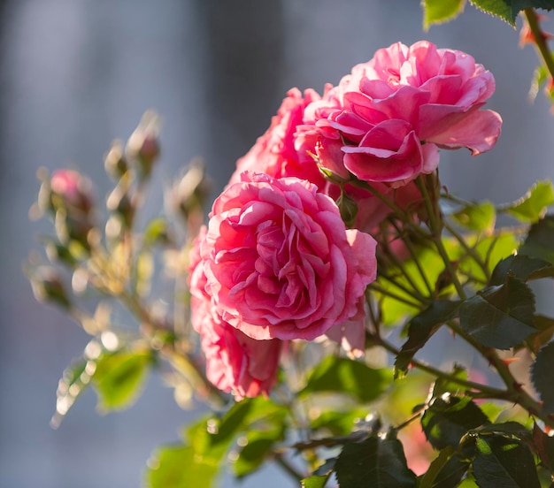 Close up of beautiful pink roses in the garden in sunny summer day