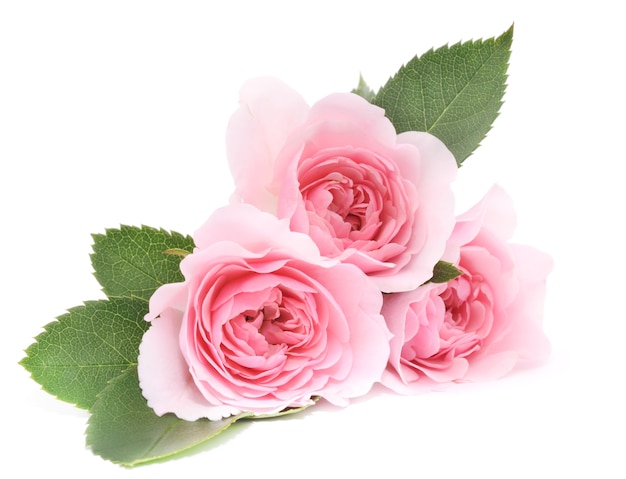 Close up beautiful pink roses with leaves