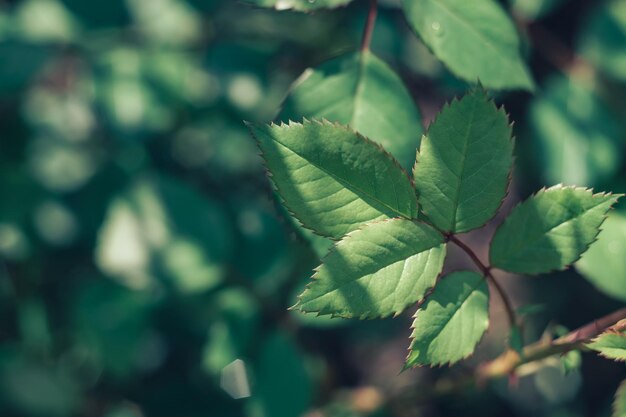 Close up Beautiful plant leaf flowers on a grass background texture SUmmer concept