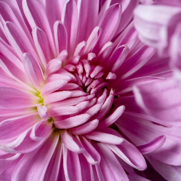 Close-up beautiful purple flower