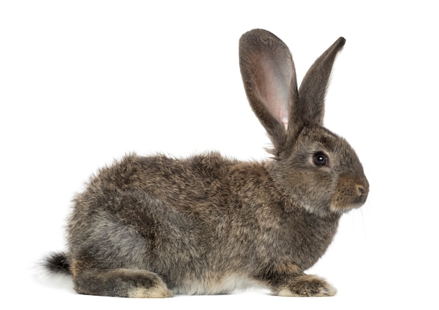 Close up on beautiful rabbit isolated