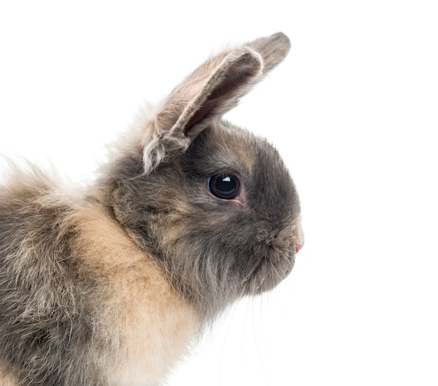 Close up on beautiful rabbit isolated