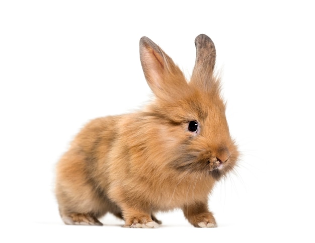 Close up on beautiful rabbit isolated