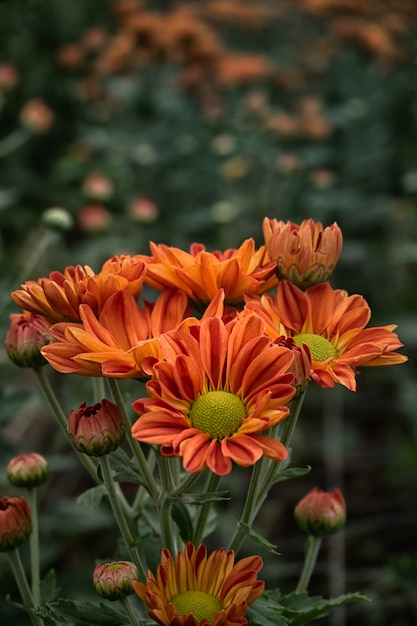 Close up beautiful red Chrysanthemum flower in garden 