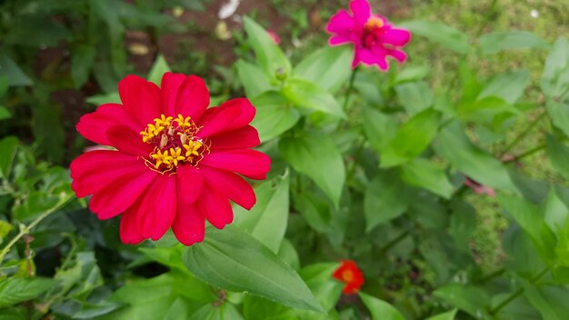 Close up, Beautiful red flowers among the green leaves 02