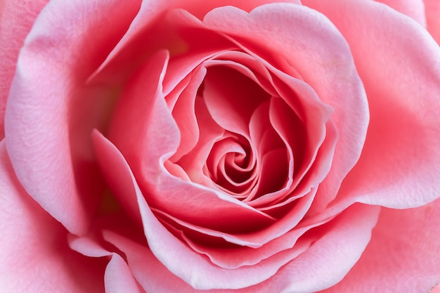 Close up of beautiful rose flower detail