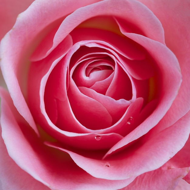 Close up of beautiful rose flower detail