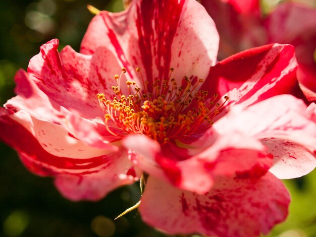 Close up of beautiful rose in the garden.