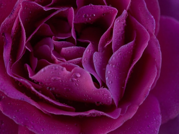 Close up of beautiful rose in the garden.