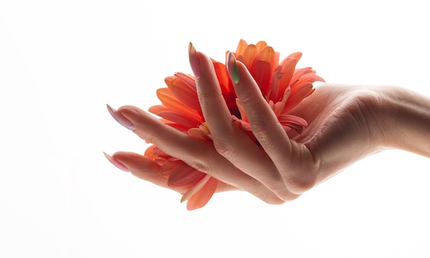 Photo close-up of beautiful sophisticated female hands with pink flowers on a white background.