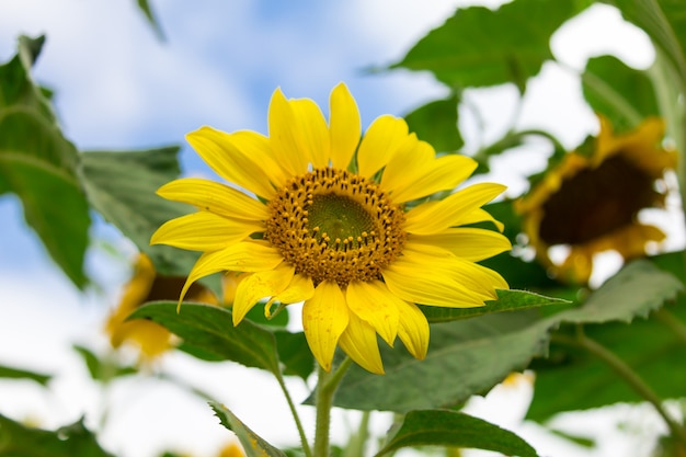 Close-up of beautiful sun flower