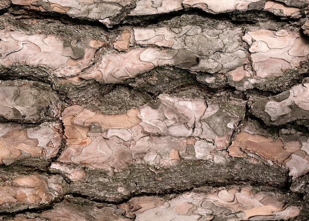 Close up on beautiful tree bark texture