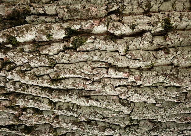 Close up on beautiful tree bark texture