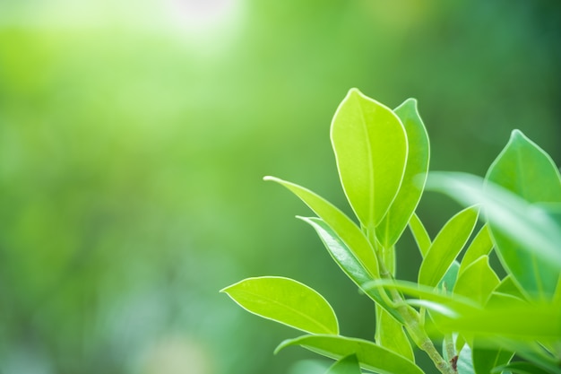 Close up beautiful view of nature green leaves on blurred greenery tree background 