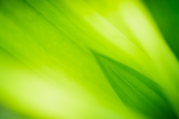 Close up beautiful view of nature green leaves on blurred greenery tree background 