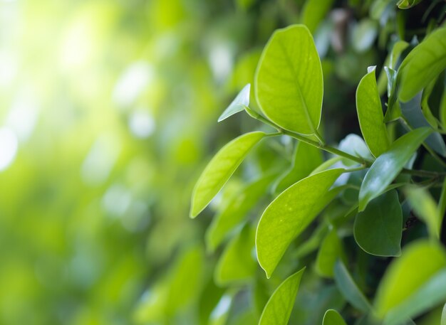 Close up beautiful view of nature green leaves on blurred greenery tree 