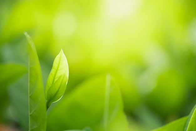 Close up beautiful view of nature green leaves 