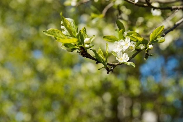 Close up of beautiful white flowers of fruit tree against blurred background on sunny spring day selective focus Spring background with fruits tree bloomingbranch with white cherry flowers