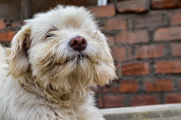 Close-up of beautiful white furry puppy, concept of abandonment, rescue or adoption.