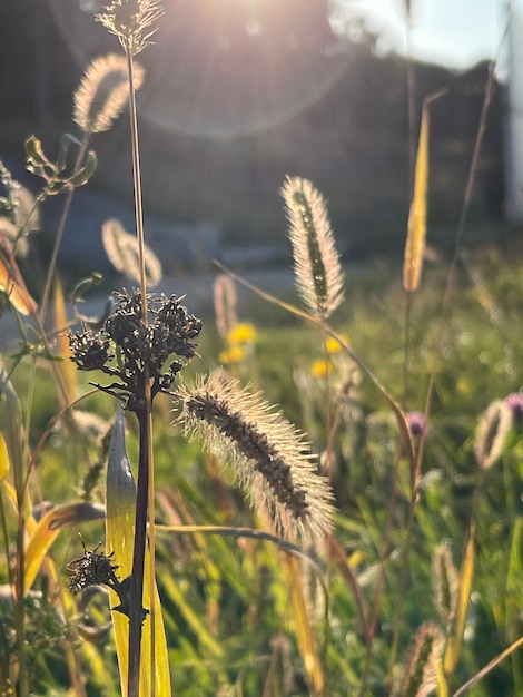 Close up of beautiful wild grasses on sunset in the field