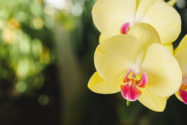 Close up of beautiful yellow orchid flowers on blurred background